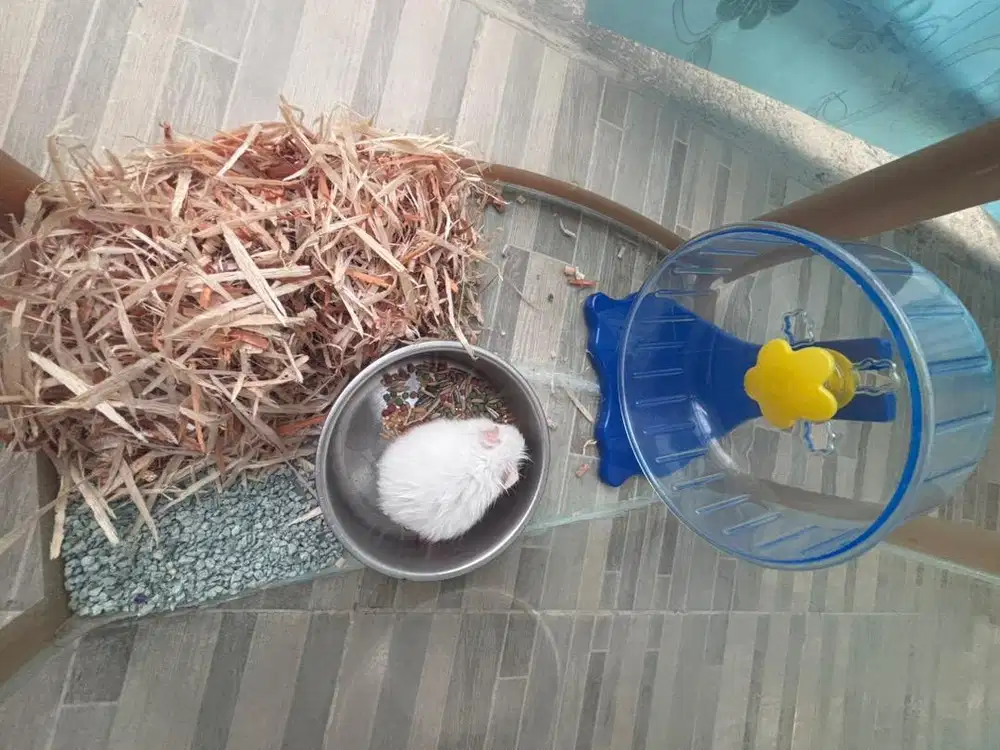 Hamster putih / tikus putih / musuh kucing