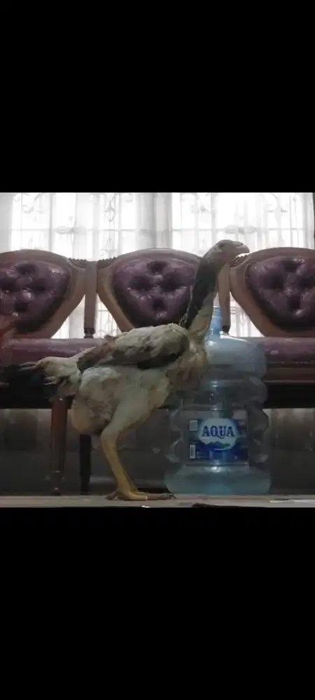 Ayam Betina Shamo Eropa Line Zuchter