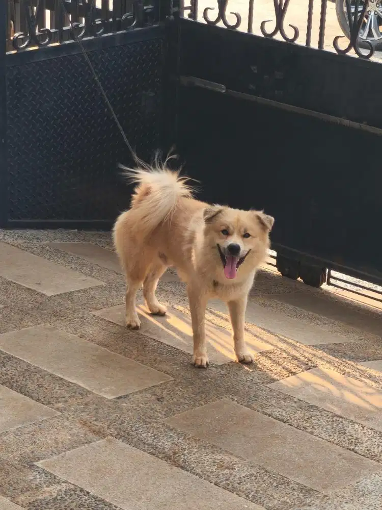 Anjing pomsky, jantan , 16 bulan