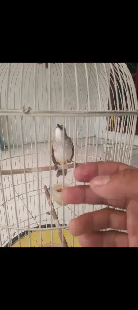 Cerucuk Jatim gacor video ada bisa dikirim