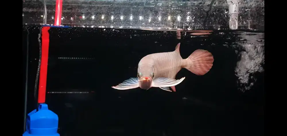 Ikan Hias Arowana Super Red Arwana Merah