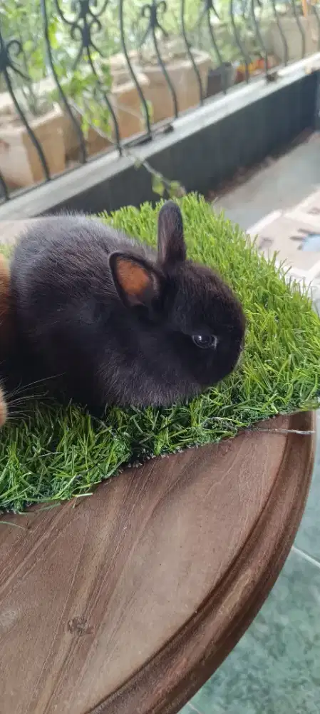 Kelinci ND (Netherland Dwarf)