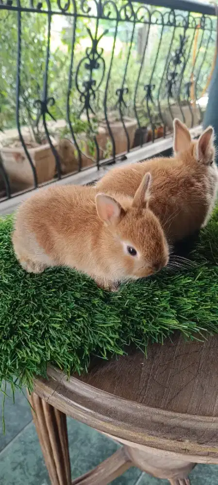 Kelinci ND (Netherland Dwarf)