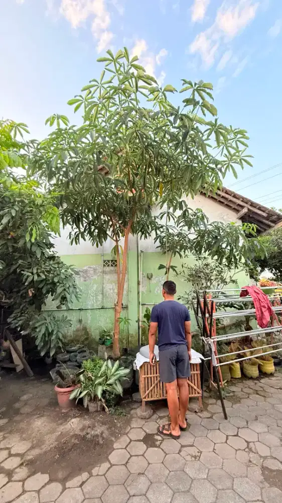 Pohon pule 3 meter