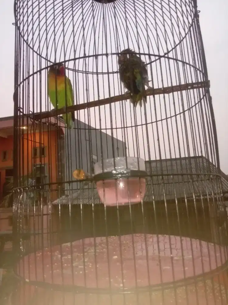 Sepasang LOVEBIRD JOSAN