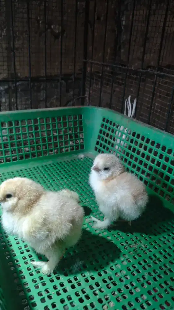 Ayam Hias Brahma Silkie(Brahma Original, dan American Silkie original)