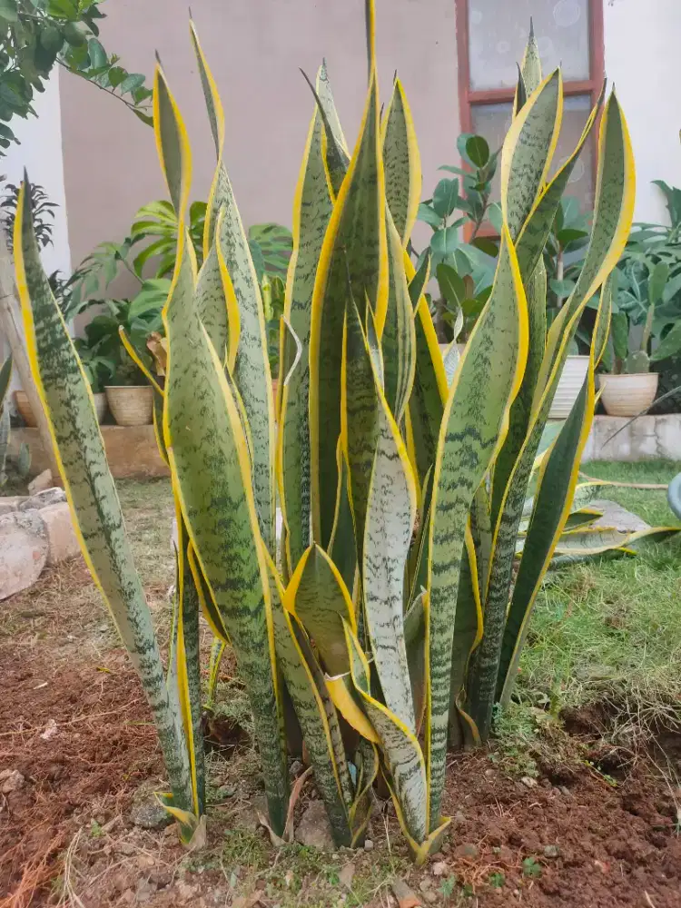 TANAMAN SANSEVIERIA