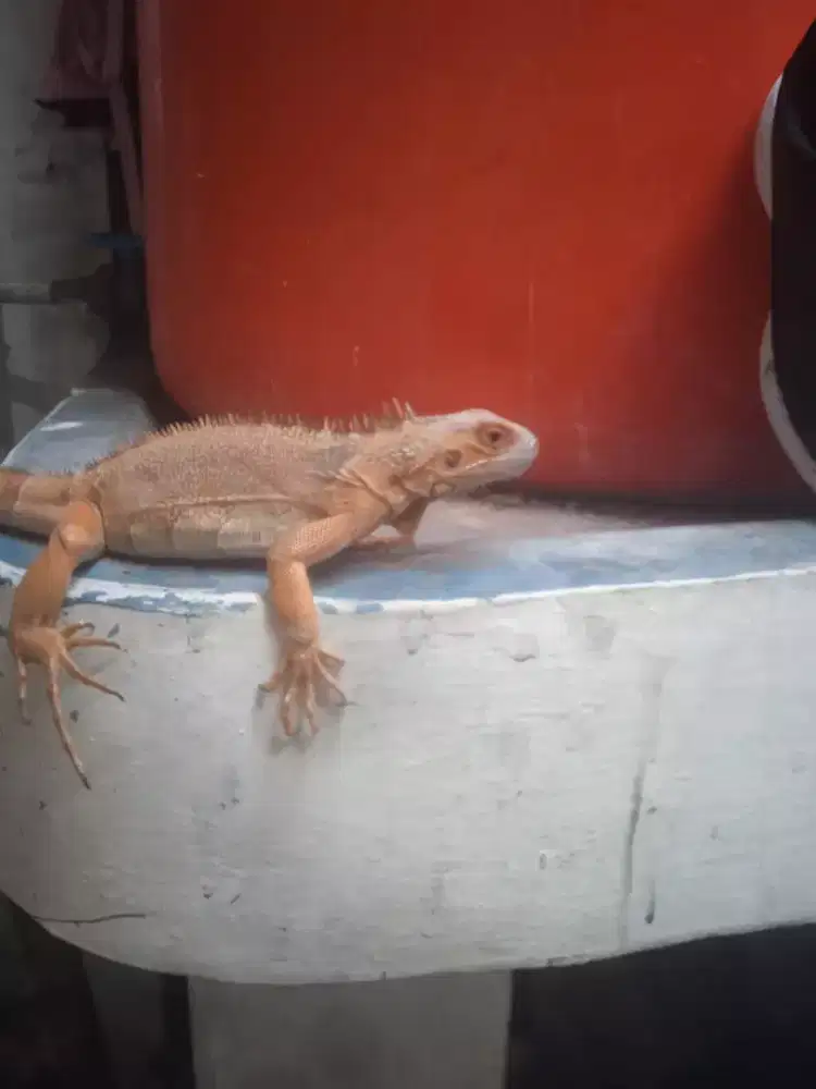 Iguana super red 60cm