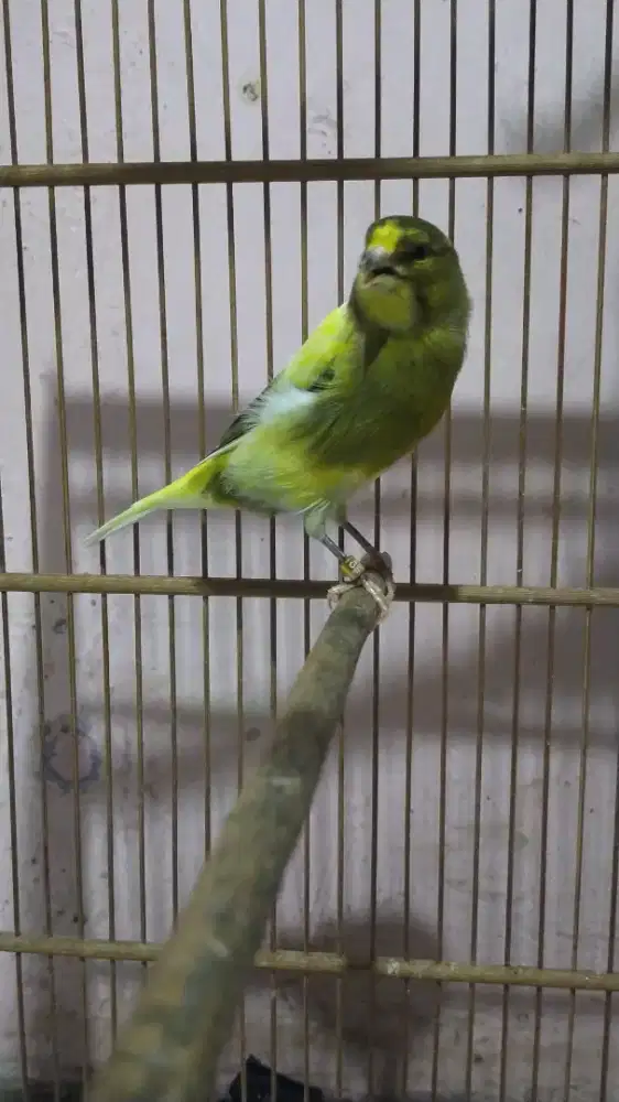 Burung kenari F1ys bulu baru jantan