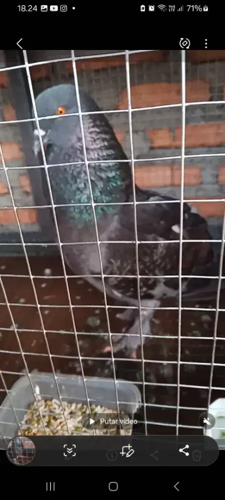 Merpati barter Kenari