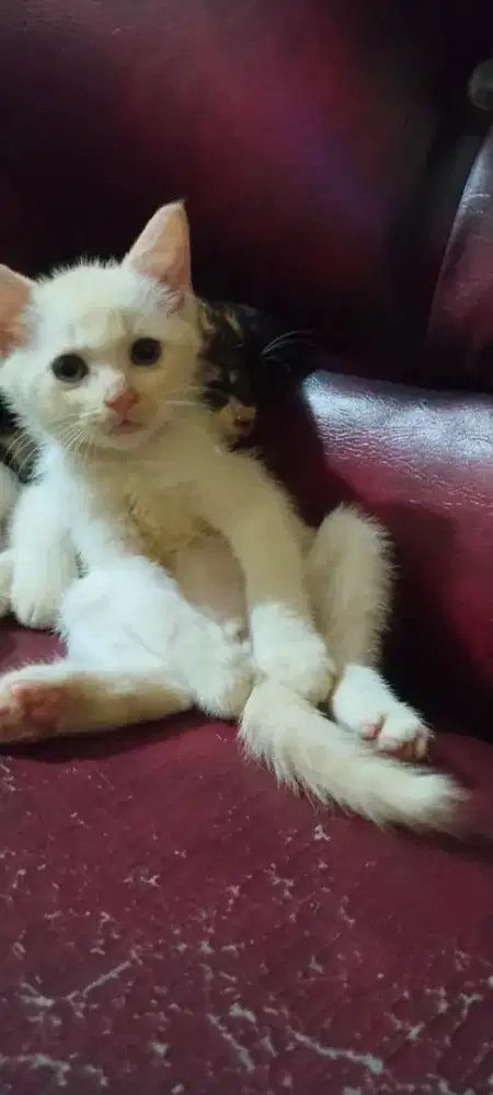 Lepas adopsi anak anggora