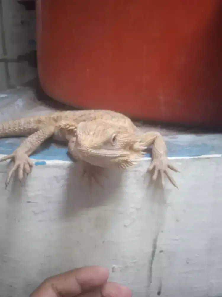 Bearded dragon fimale 55cm