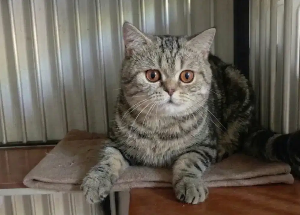 Bsh tabby jantan