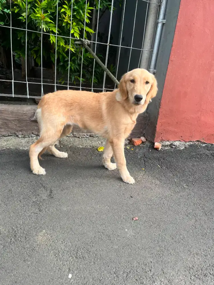 Anak golden reftiver