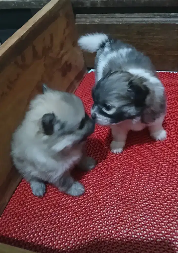 Minipom non stambum.