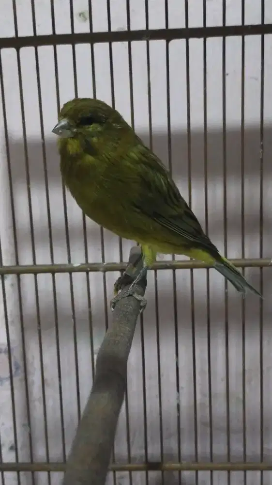 Burung kenari F1ys gacor door minusan