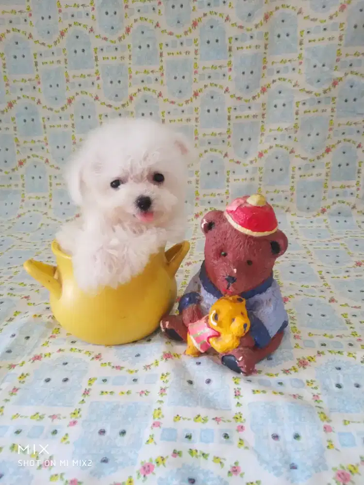 Jual Anakan Mini Bichon frise