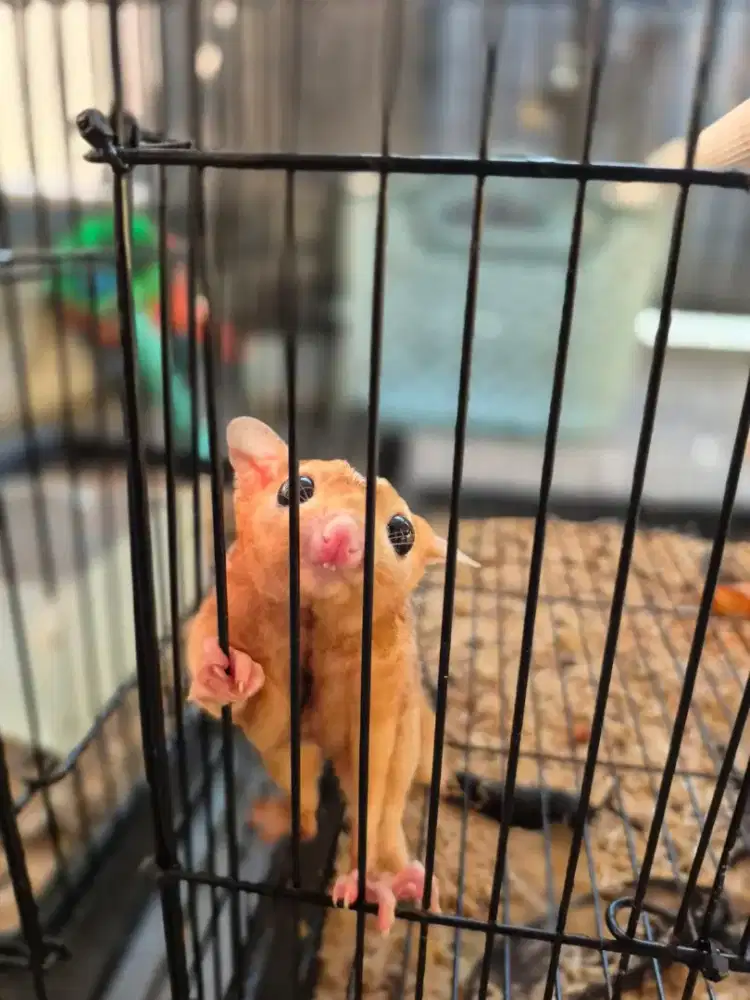 5 ekor Sugar Glider