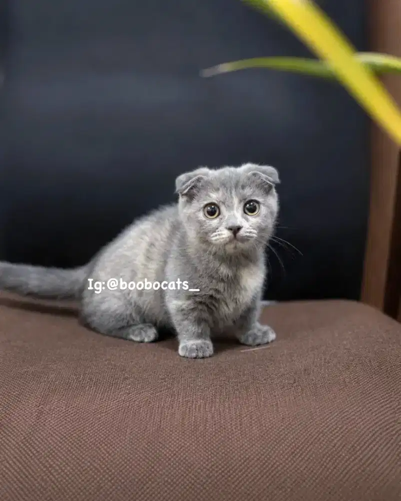 Munchkin Gaelic Fold Blue Tortie