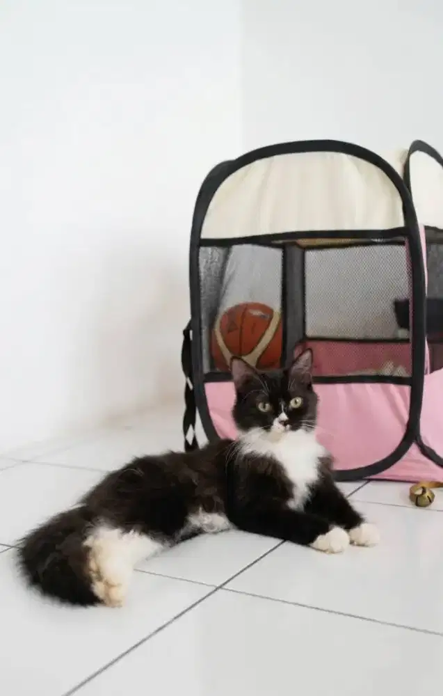 Persia medium tuxedo