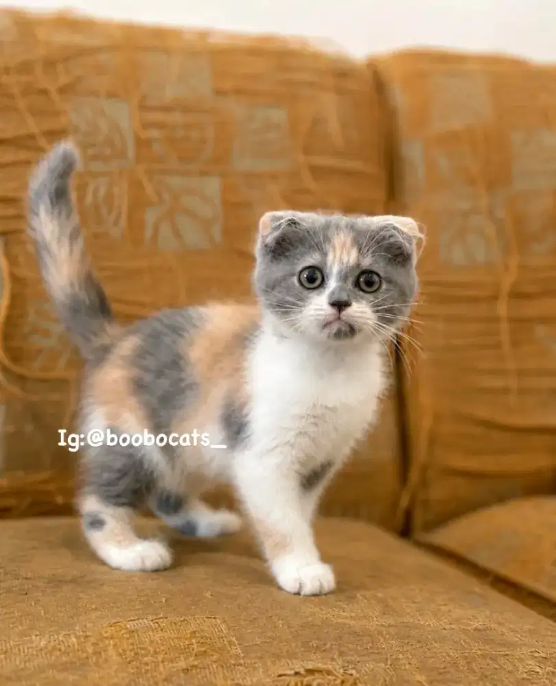Kucing Scottish Fold