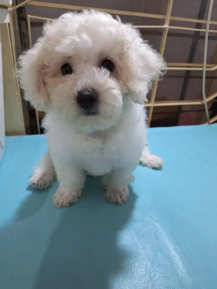 Bichon jantan vaksin korea bloodline