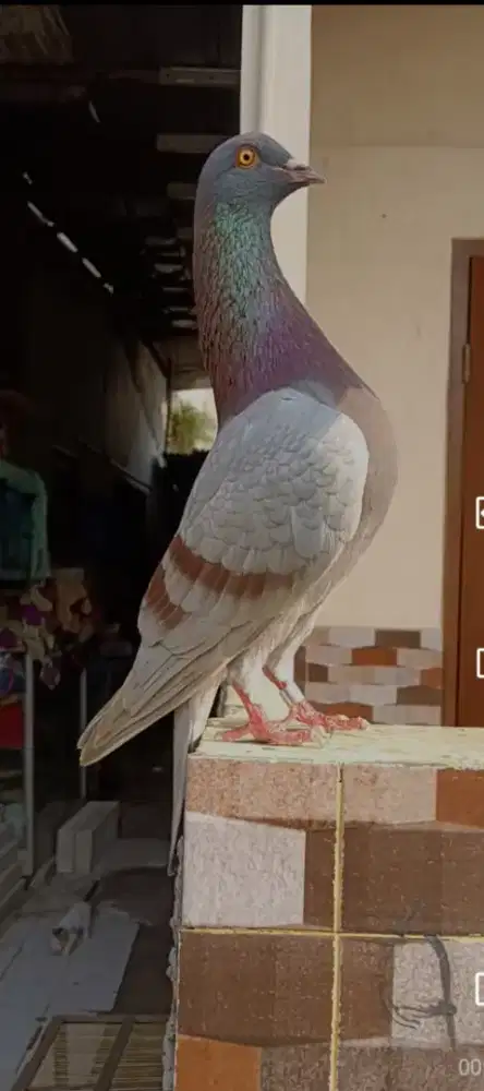 Merpati kolong prospek