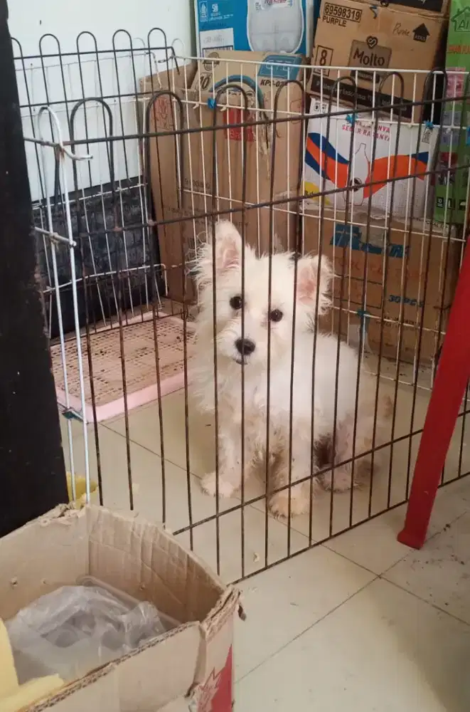 Ganti Pakan Anjing Shitpom Lucu