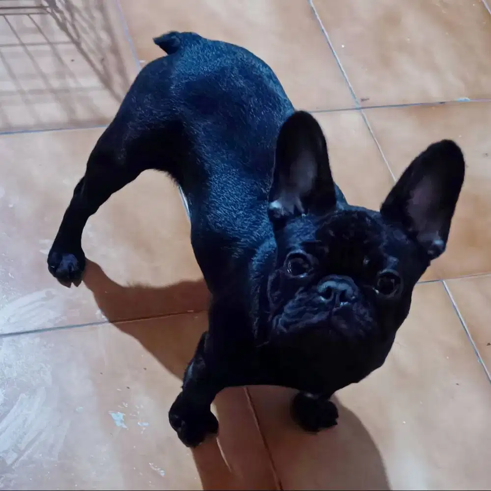 Indukan Betina French Bulldog Bapak Ibu Import