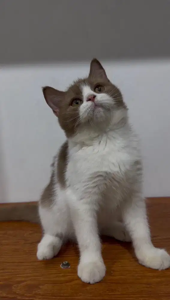 BSH Bico Cinnamon - Male