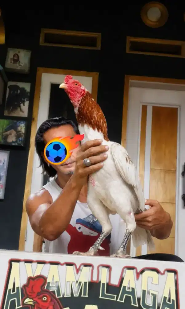 Ayam jago BK pakhoy mangon