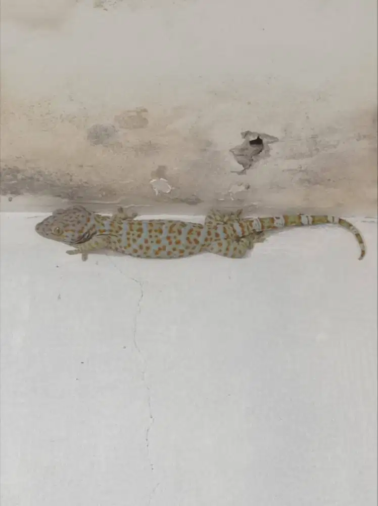 Jual Tokek rumahan
