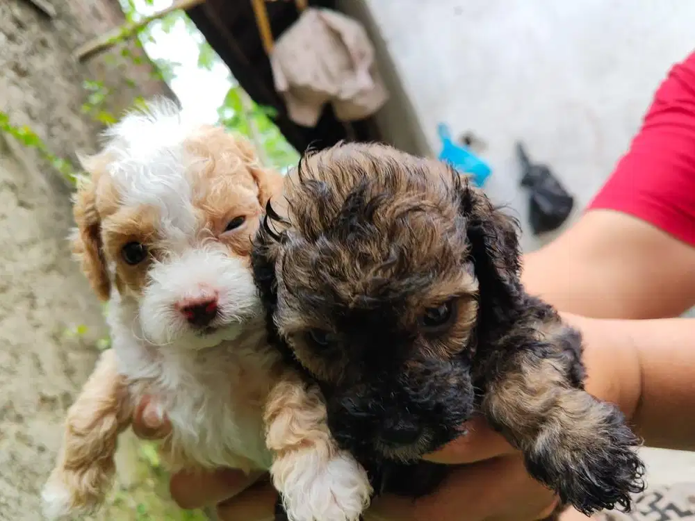anjing poodle 3 betina 1 jantan