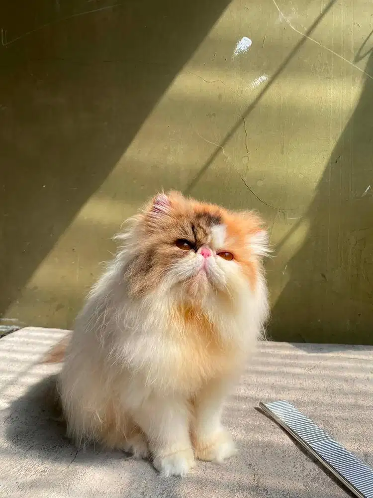 Kucing peaknose