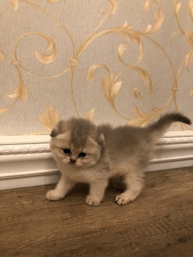 Kucing British Short Hair Scottish Fold Golden AY 25 Kitten