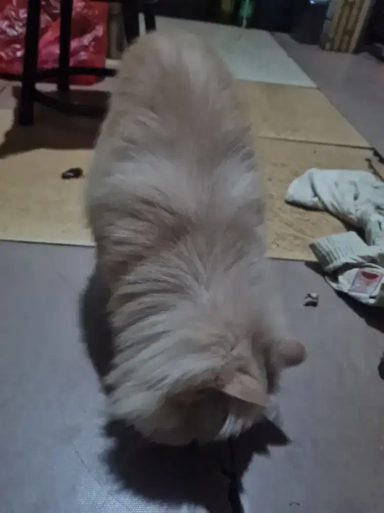Peaknose longhair warna blonde