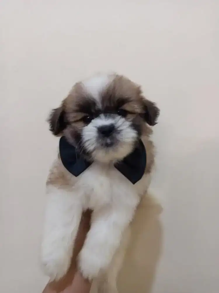 Shihtzu mix minipom