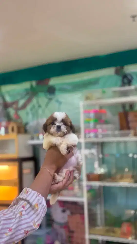 Mini shihtzu lucu