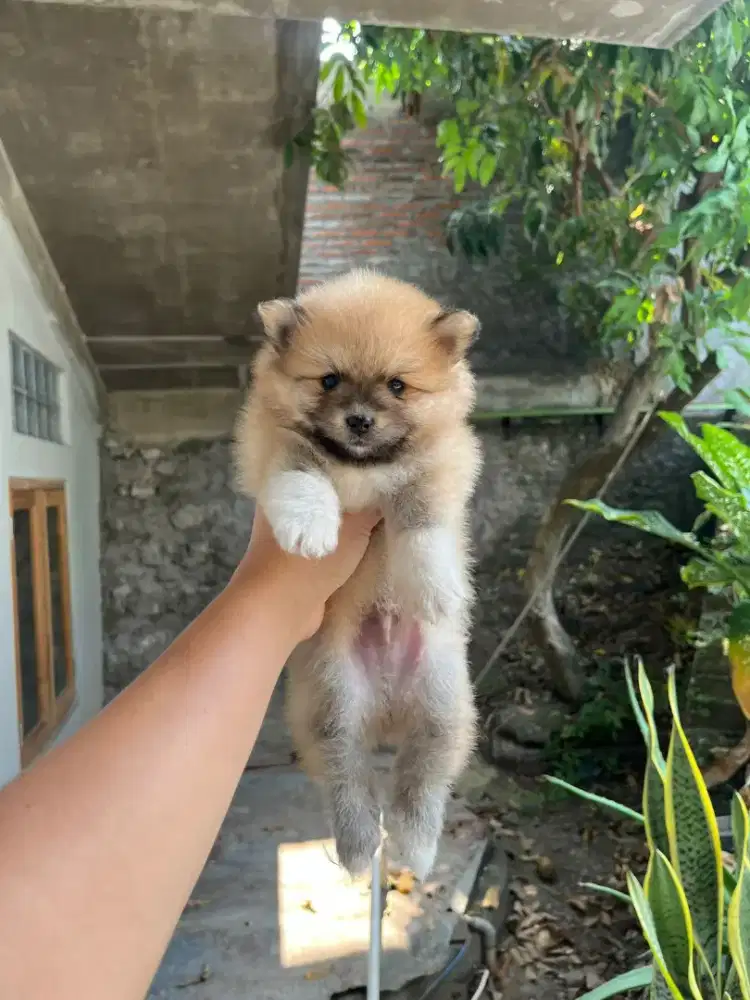anak anjing superminipom