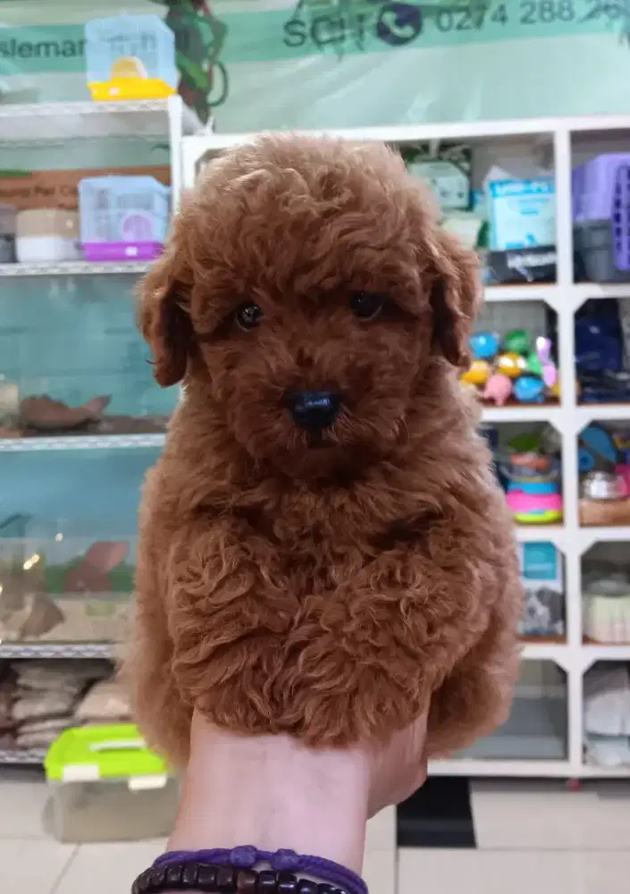 red toy poodle pekat