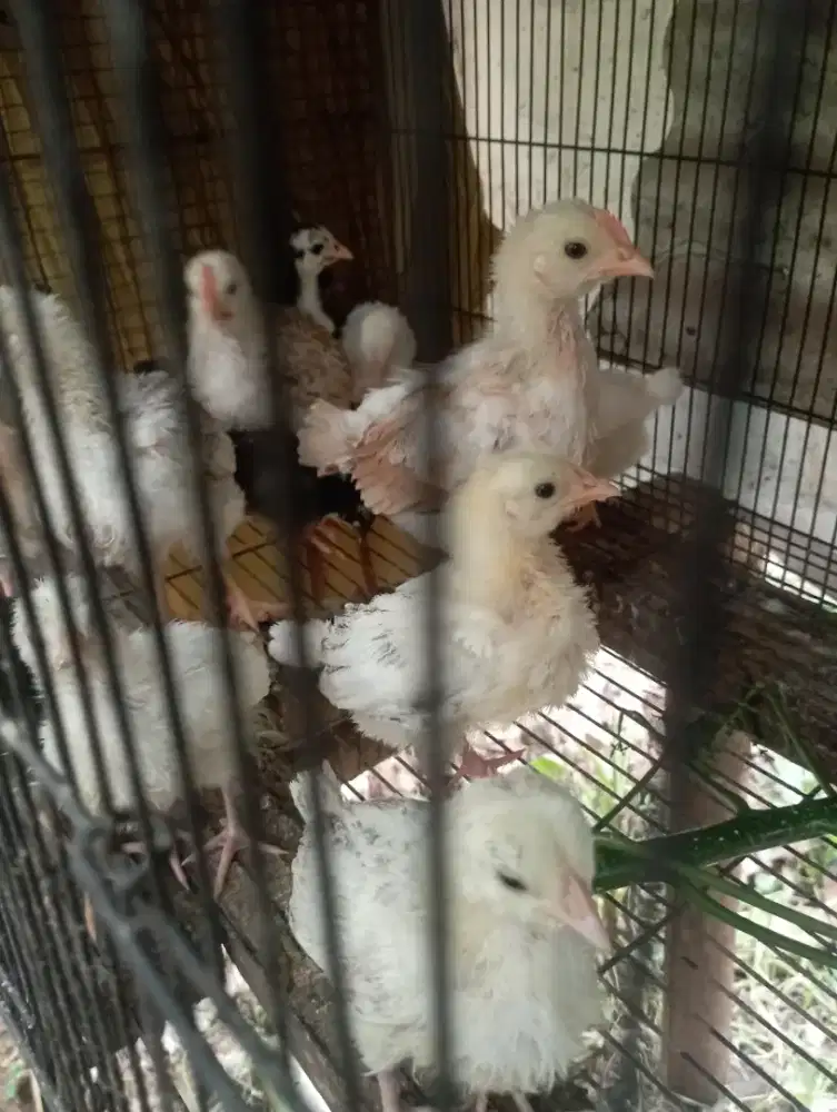 Ayam pitik kampung usia 1 bulanan