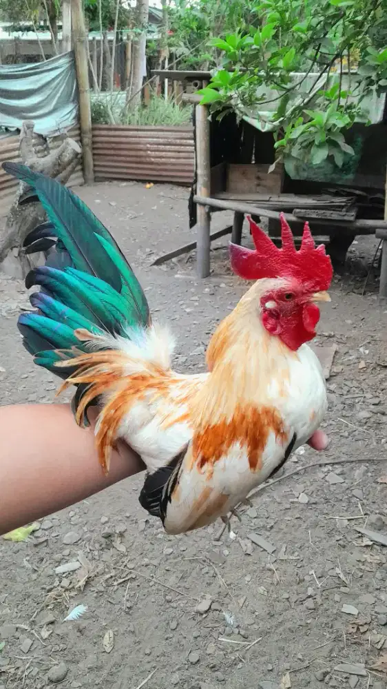 Ayam Serama Sepasang