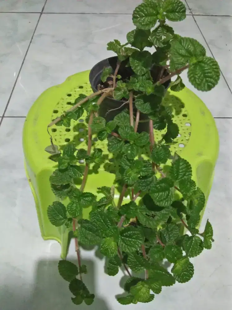 Bibit tanaman gantung