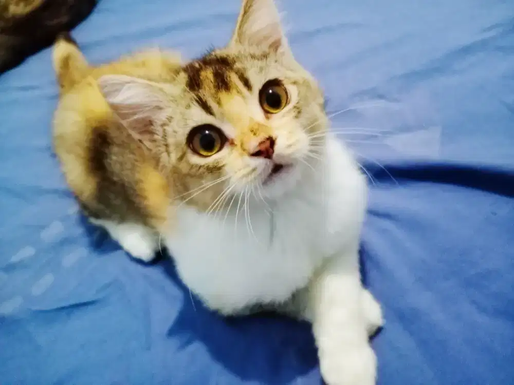 Lepas Adopsi Kucing Betina Persia Medium-Hair