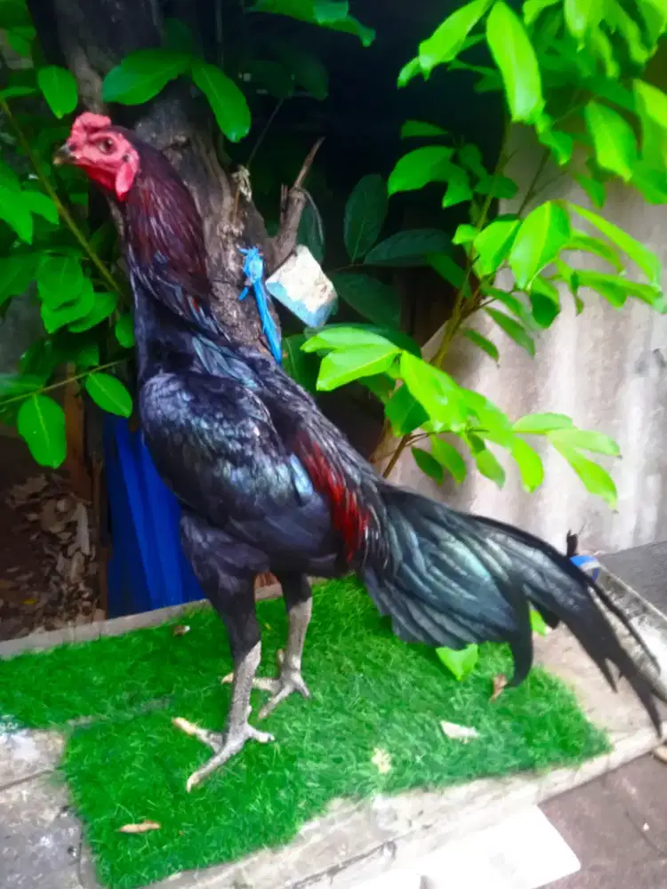 Ayam bangkok koyngon 7 bulan