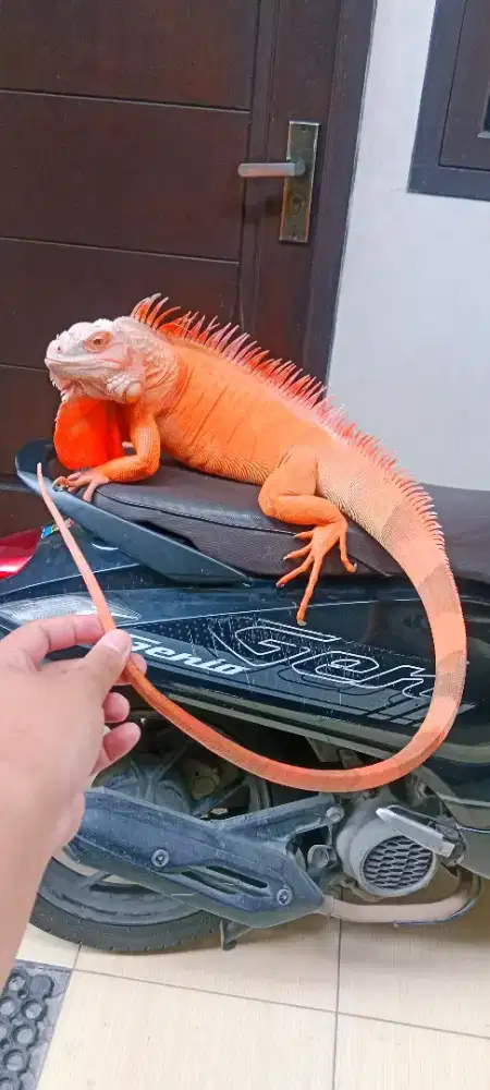 Iguana jantan red hypo