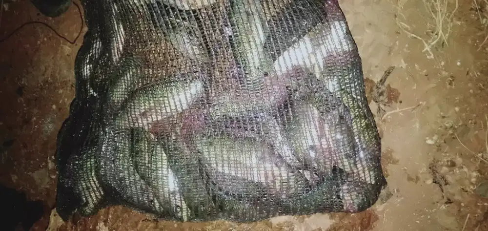 Jual Ikan mujiair / mujiaer / mujaer / mujair