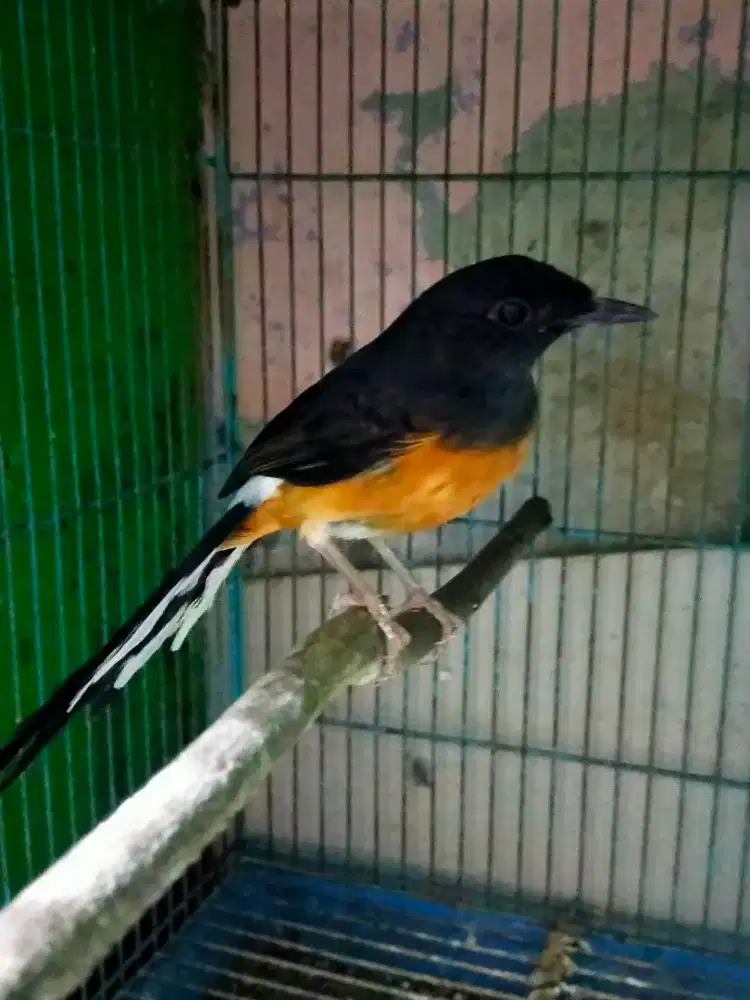 Burung murai batu betina