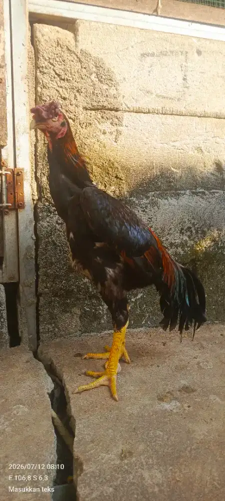 Ayam Shamo Murni bkn bangkok pakhoy pama