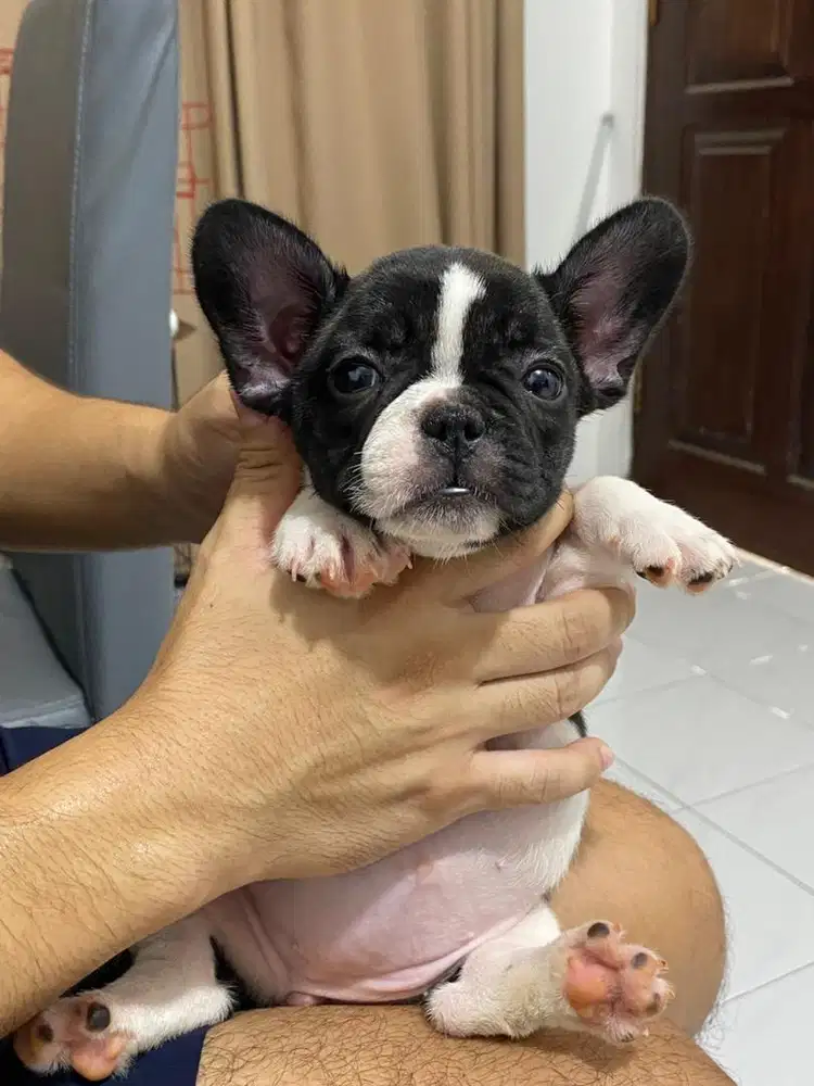 French bulldog frenchie betina murmer